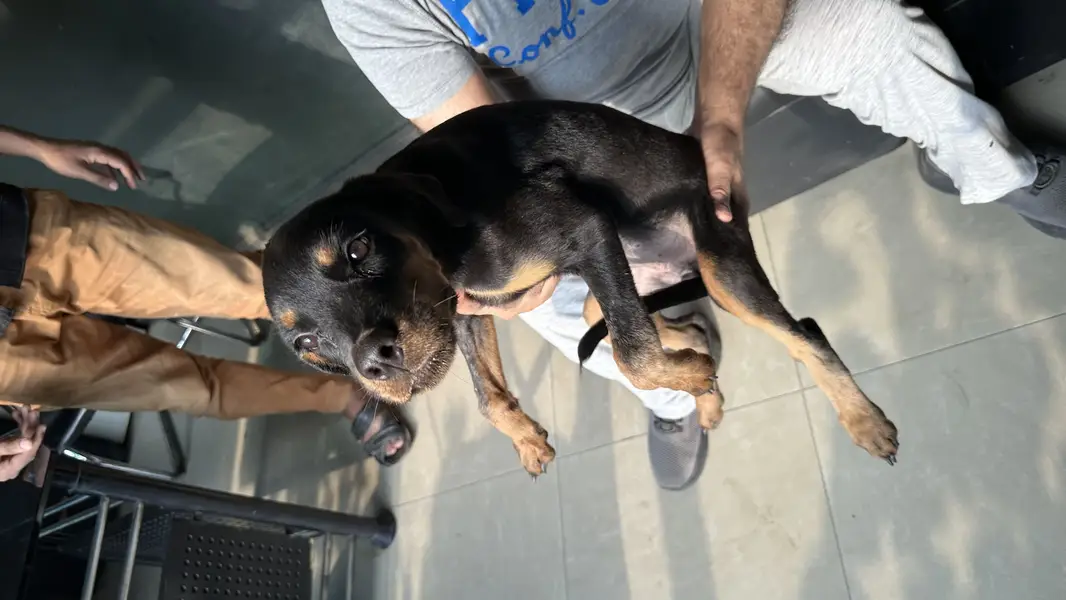 Female Rottweiler imported bloodline — photo 2