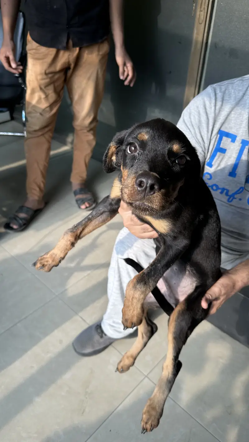 Female Rottweiler imported bloodline — photo 3