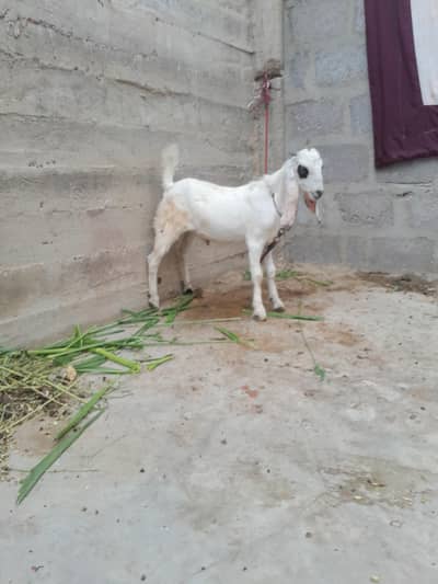 urgent sale need cash only WhatsApp 03152344578