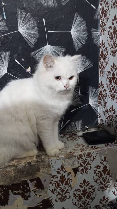 Healthy & Friendly House Male Cat Available