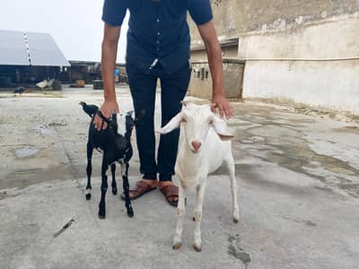 Teddy Barbari Goat Male and Female