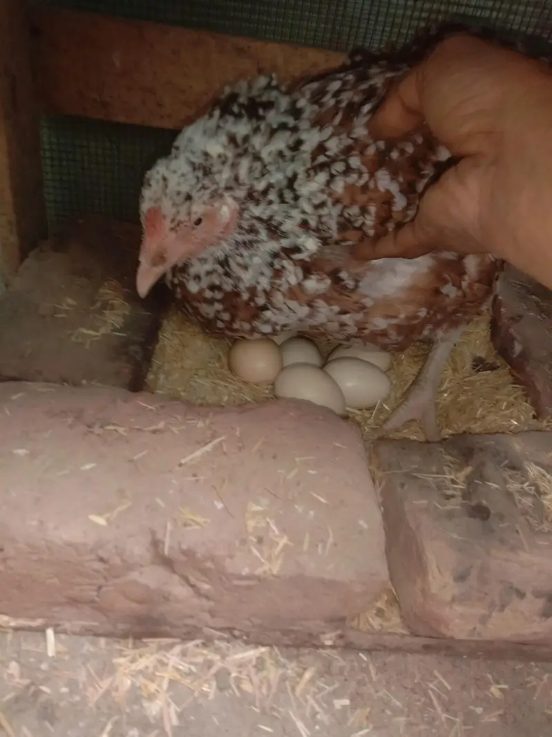 Aseel Hen with Egg