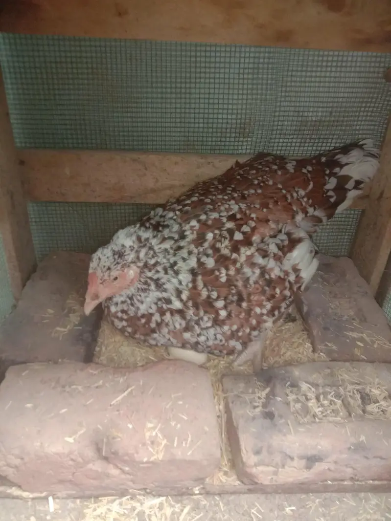 Aseel Hen with Egg — photo 2