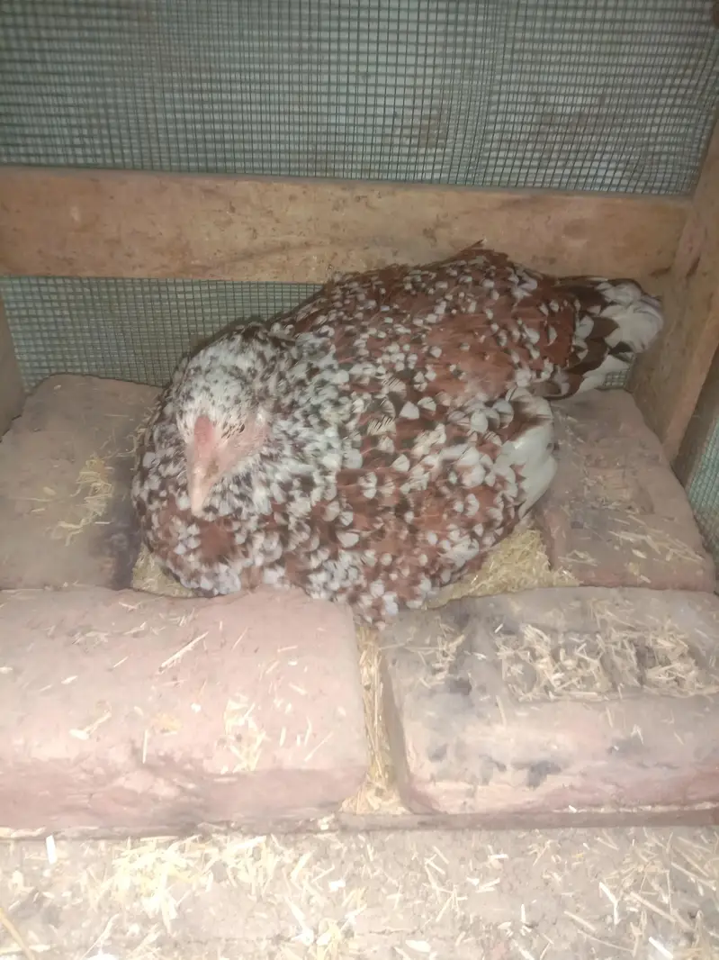 Aseel Hen with Egg — photo 3