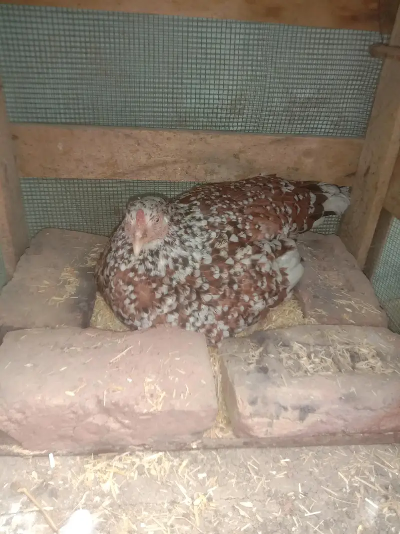 Aseel Hen with Egg — photo 4