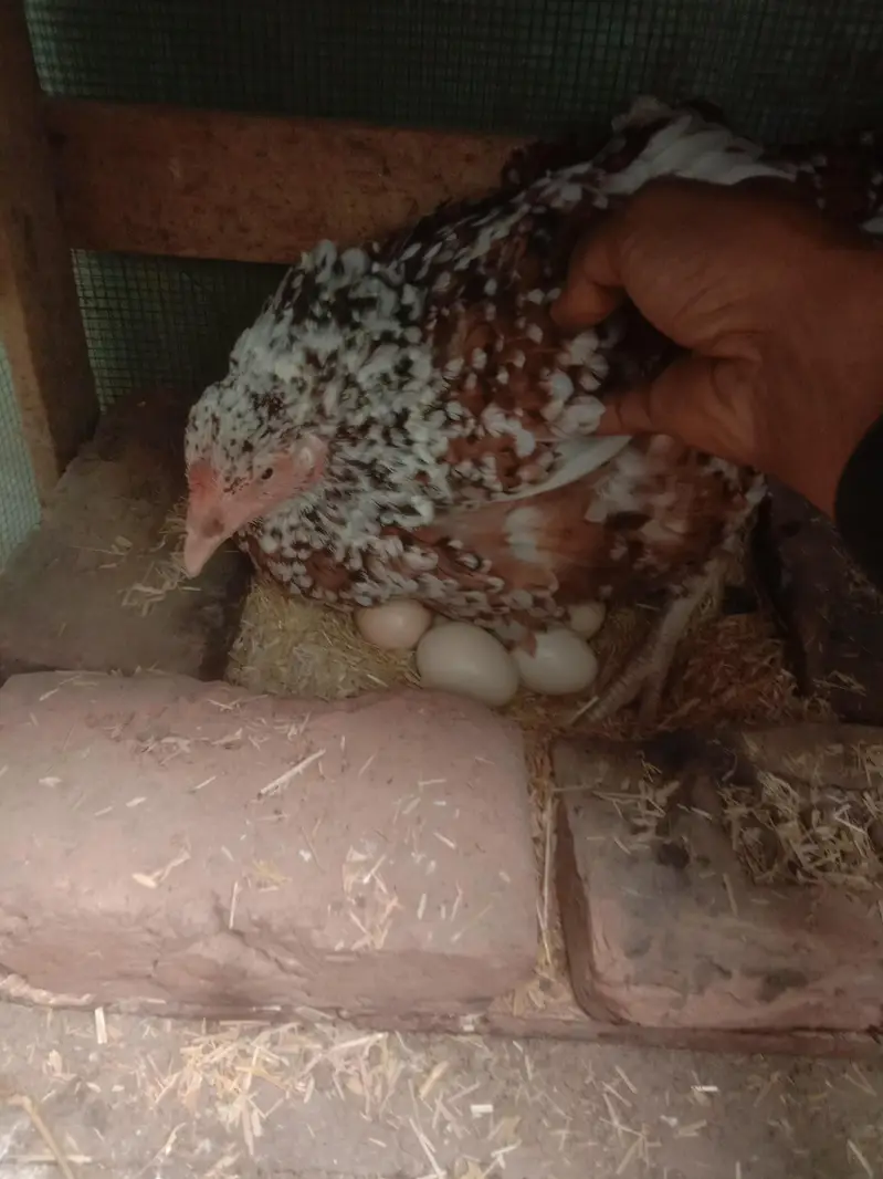 Aseel Hen with Egg — photo 5