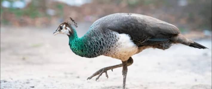 Peahen jis bhai ko chahiya wo rabta kry