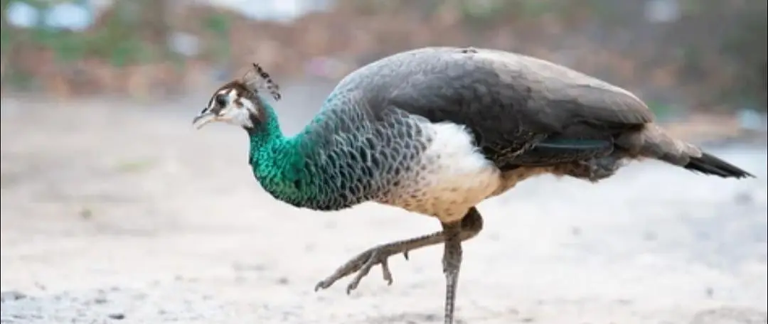 Peahen jis bhai ko chahiya wo rabta kry