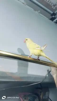 Yellow ringneck Tamed