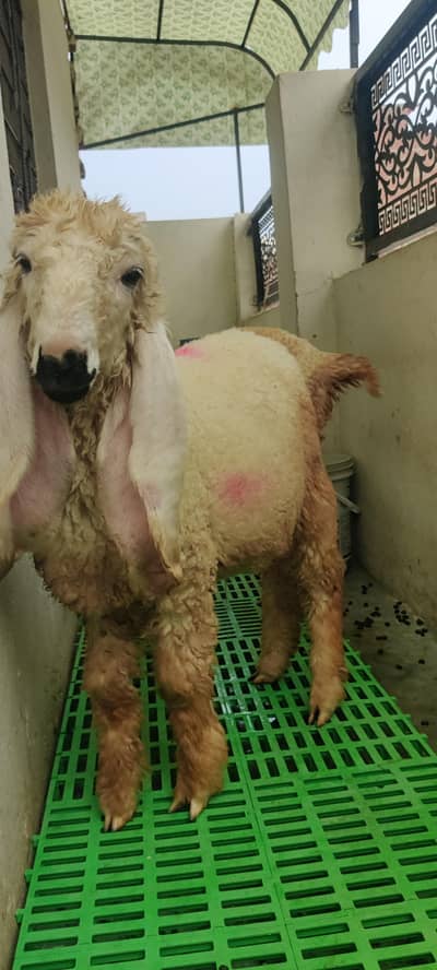Desi kajla Male urgent sale