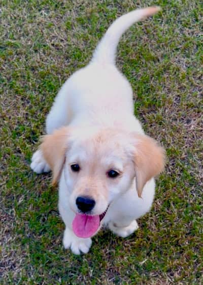 golden retriever puppies