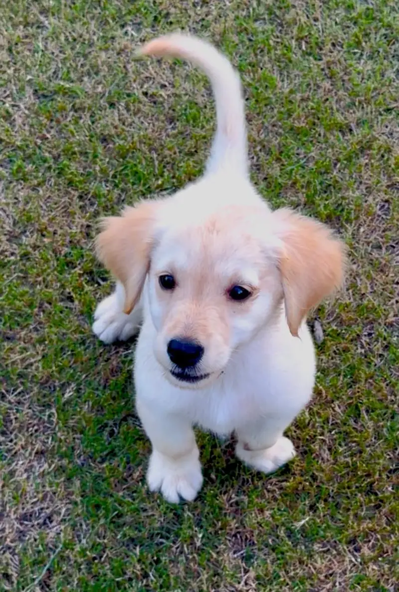 golden retriever puppies — photo 2