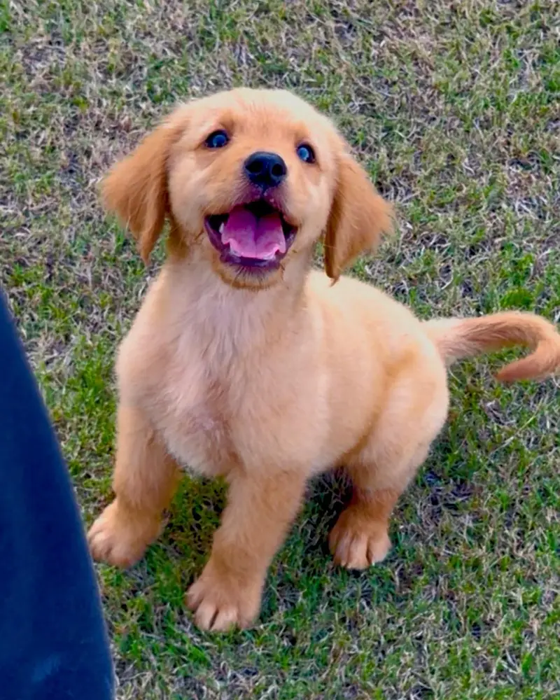 golden retriever puppies — photo 3