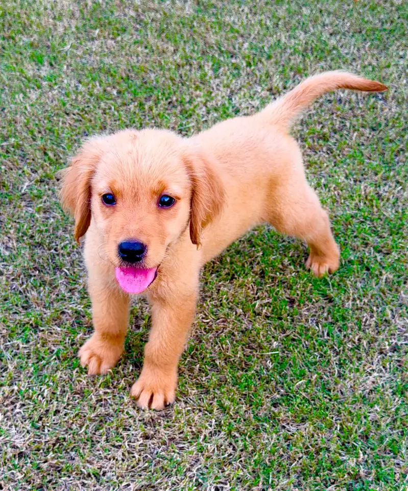 golden retriever puppies — photo 4