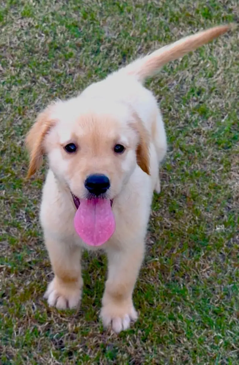 golden retriever puppies — photo 5
