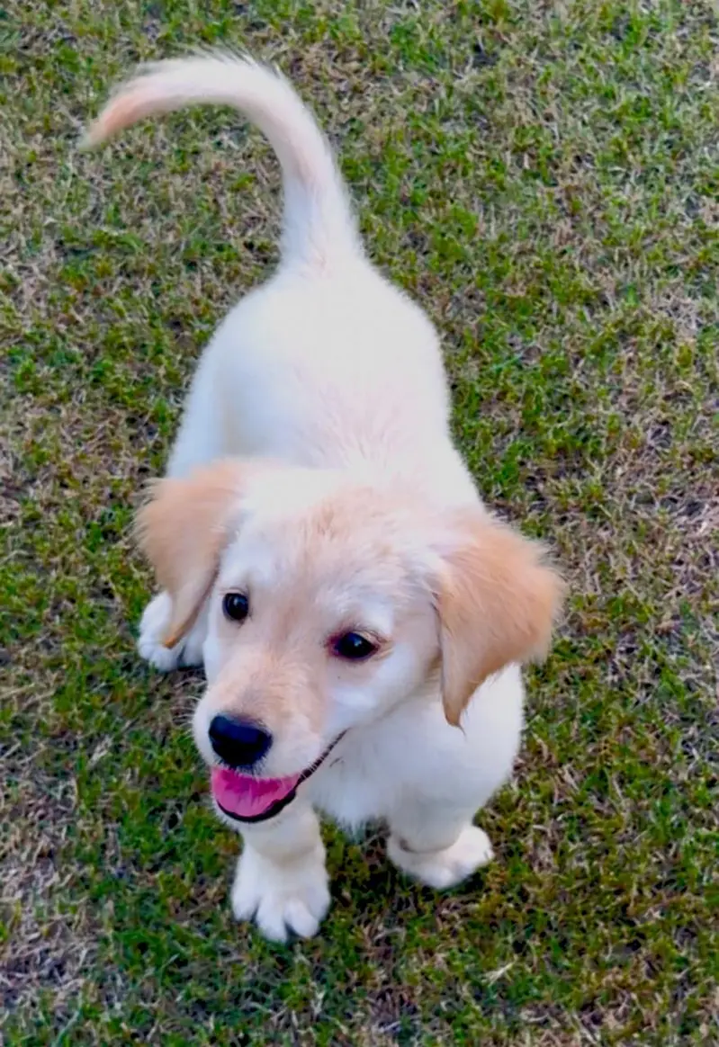 golden retriever puppies — photo 6