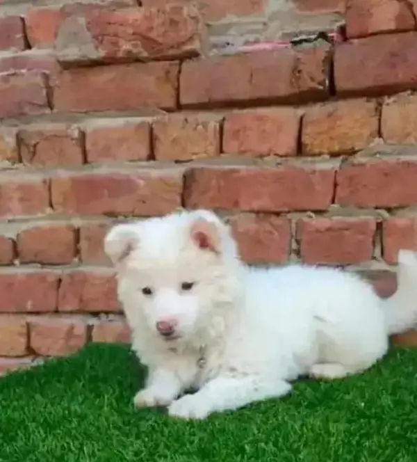 Russian puppy dog for sale — photo 2