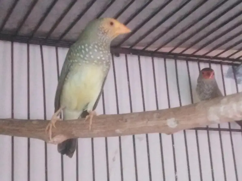 star finch yellow he'd male red he'd femail