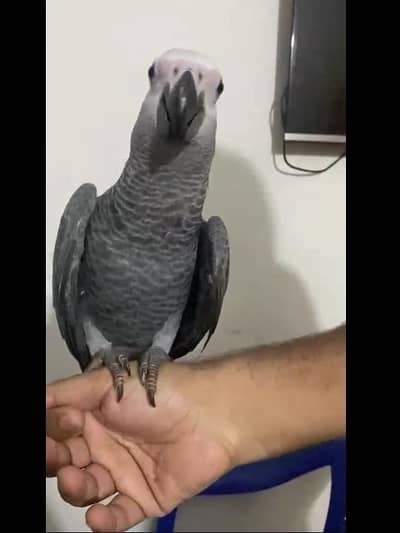 grey parrot