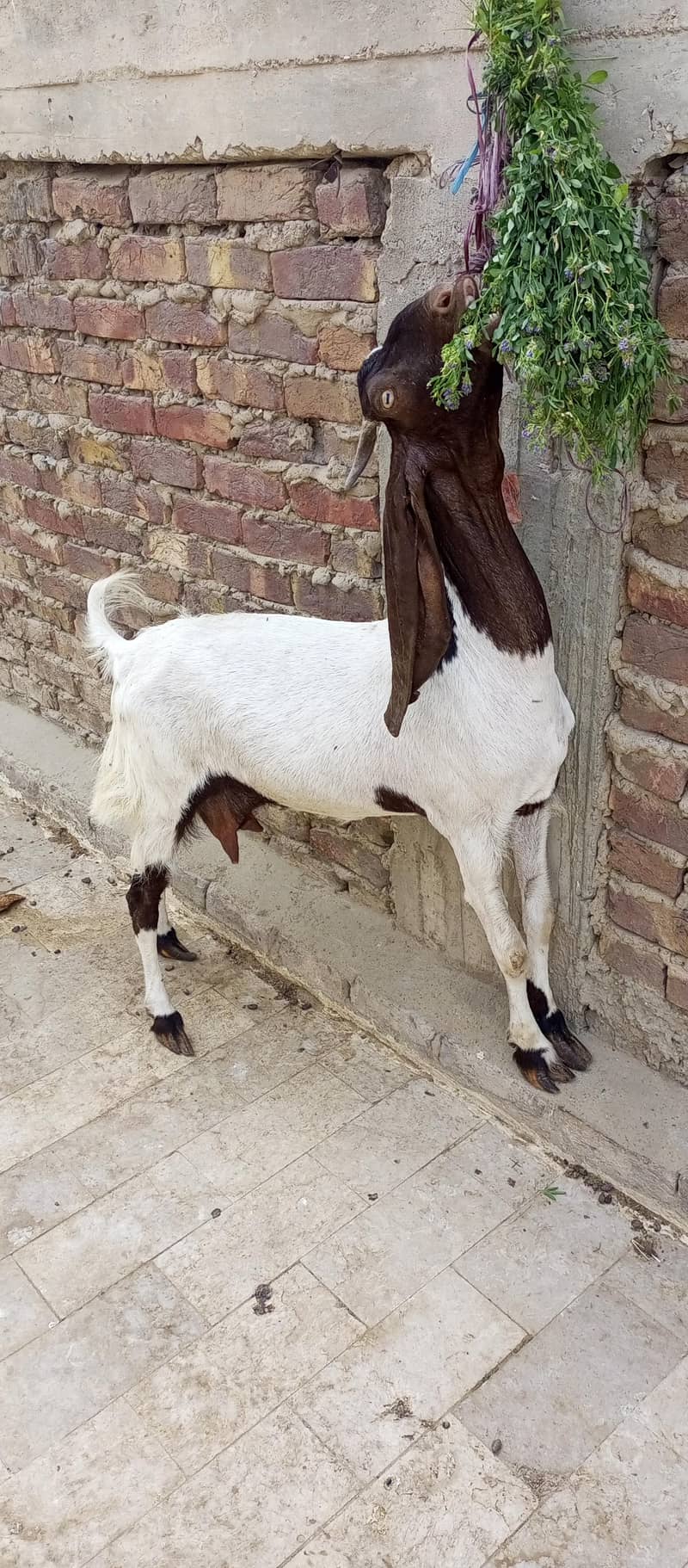 Sindhi bakri 0