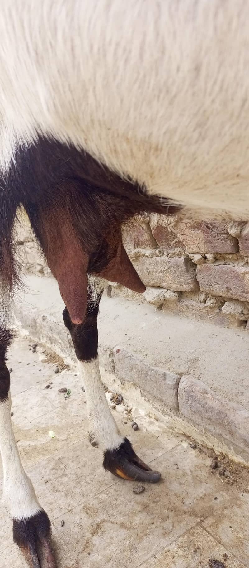 Sindhi bakri 1