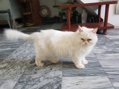 Persian young female cate punch face.
