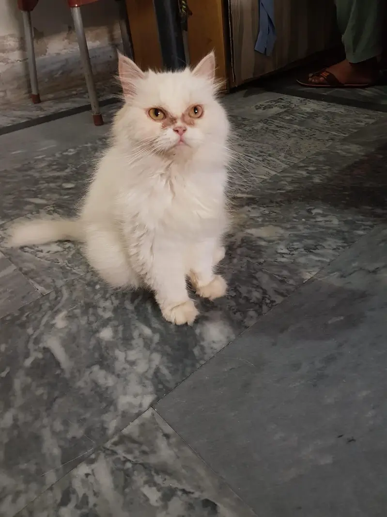 Persian young female cate punch face. — photo 2