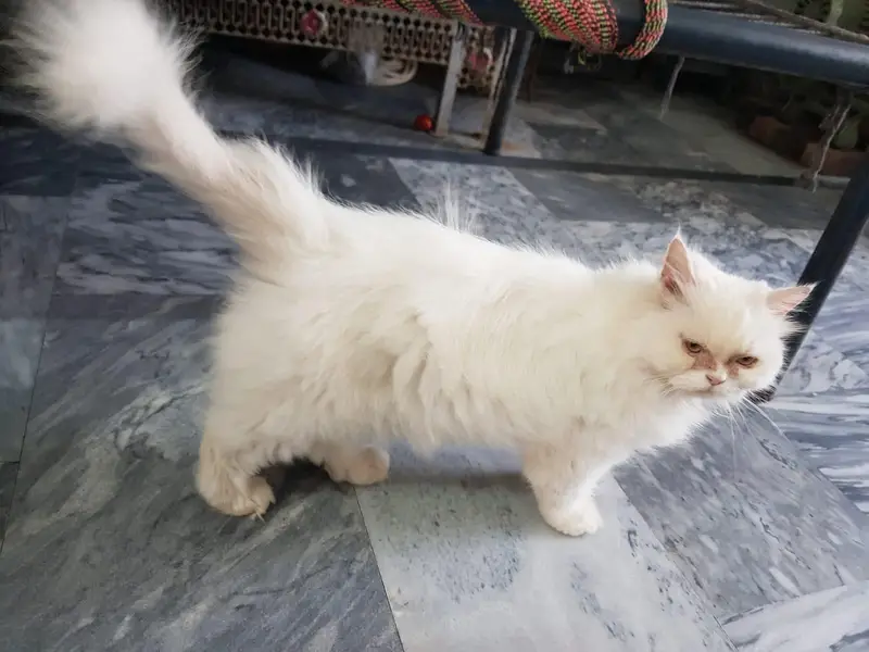 Persian young female cate punch face. — photo 3