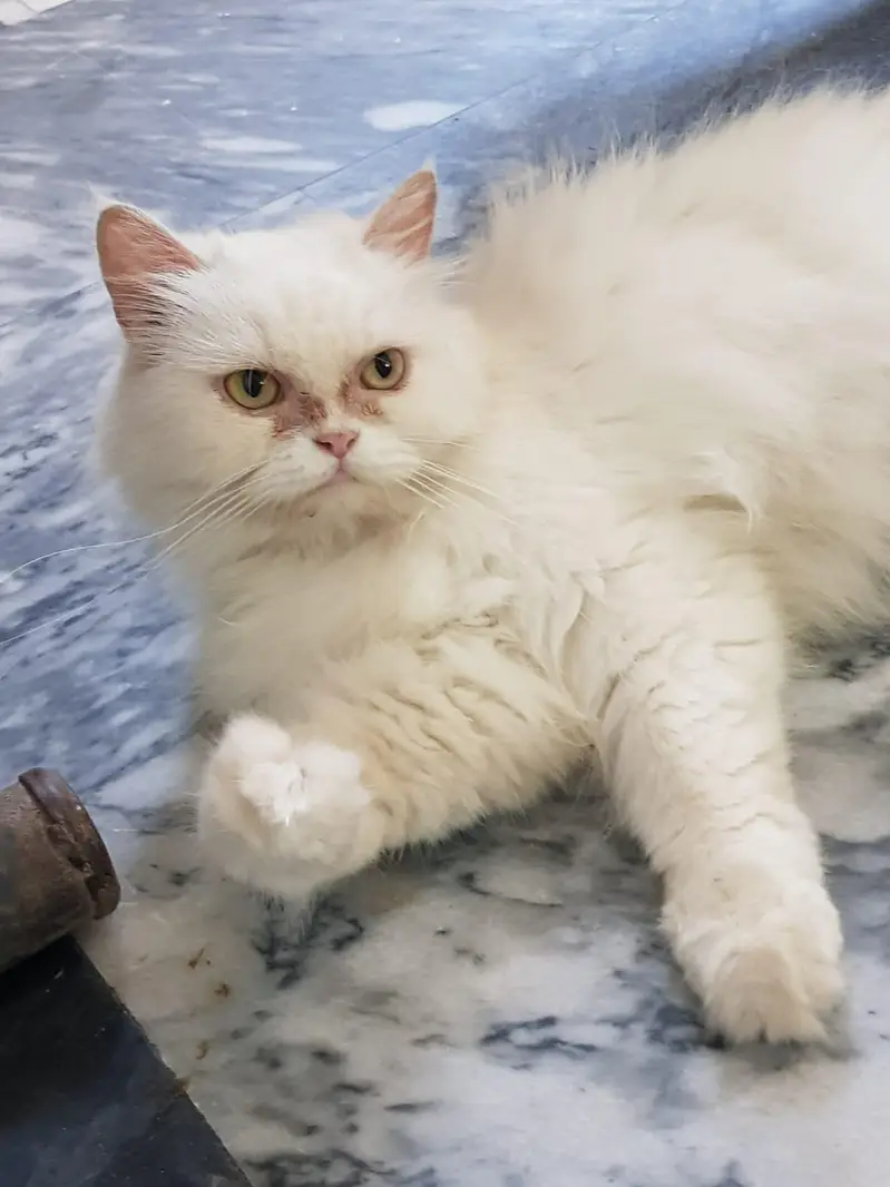 Persian young female cate punch face. — photo 4