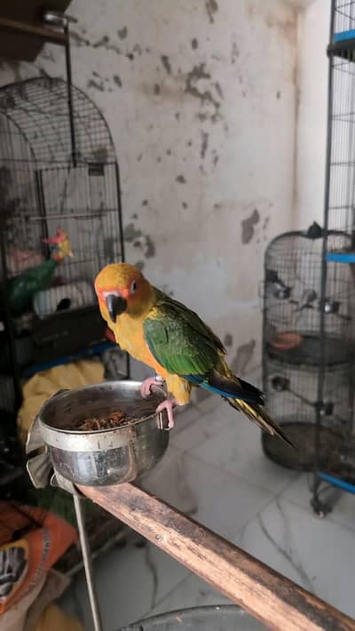sun conure (Male) Tamed (With DNA)