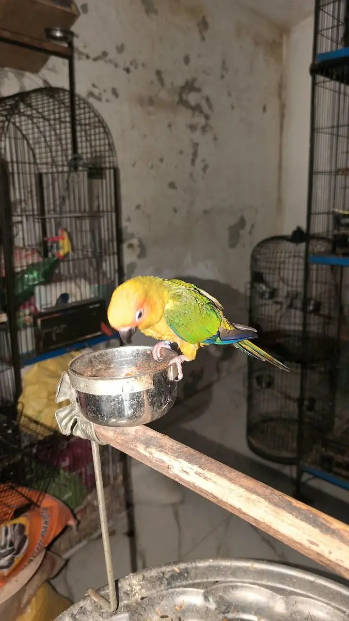 sun conure (Male) Tamed (With DNA) — photo 2
