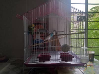 Parrots for sale