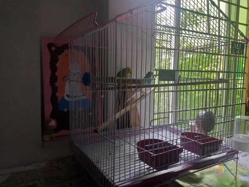 Parrots for sale — photo 2
