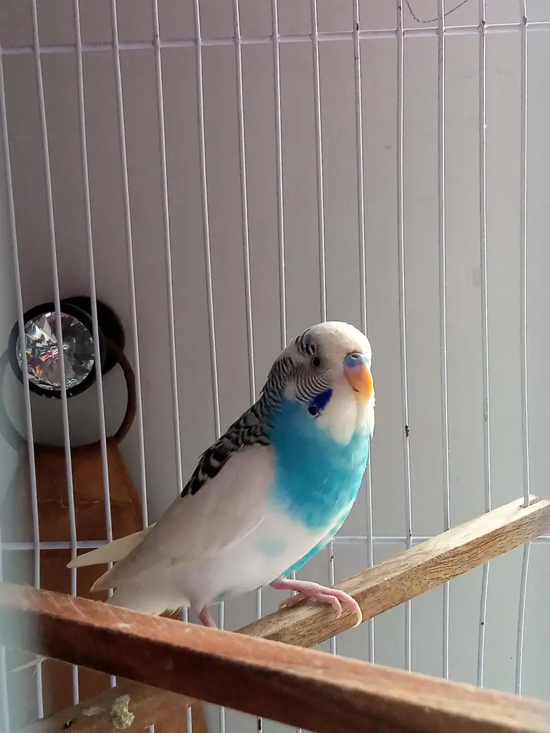 Parrots for sale — photo 3