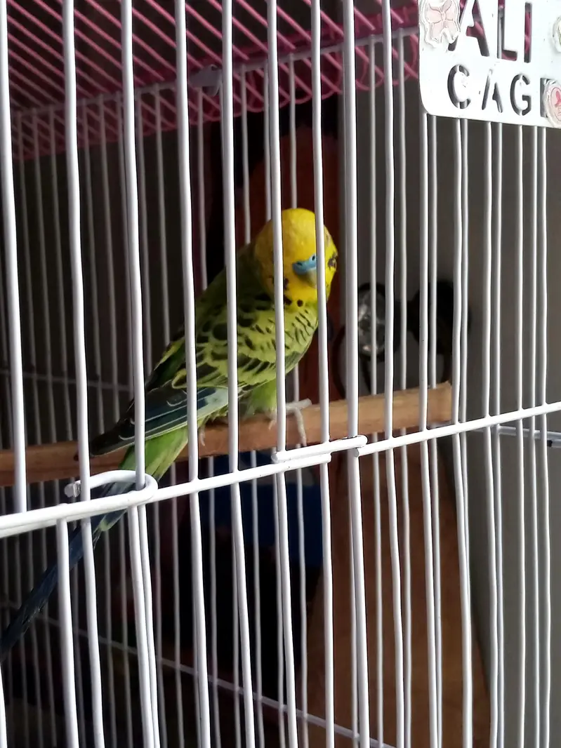 Parrots for sale — photo 4