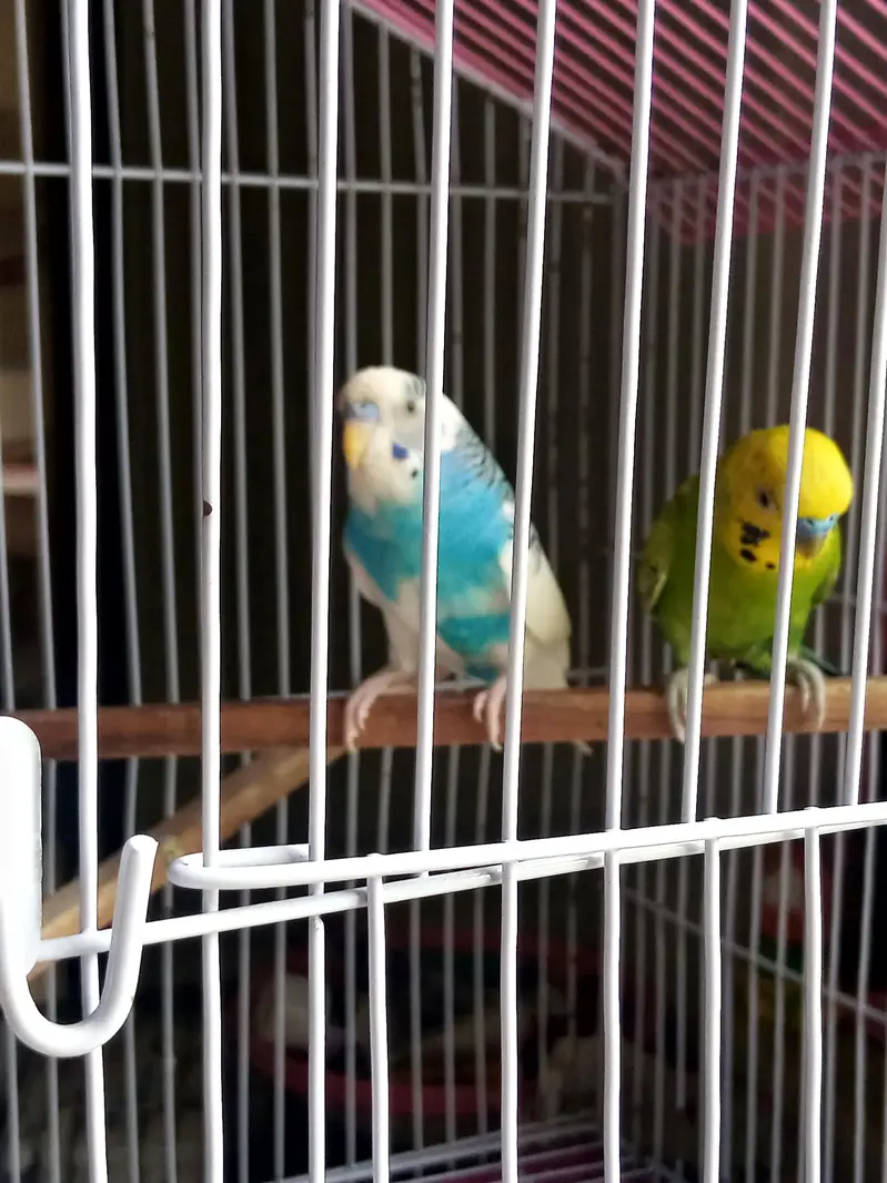 Parrots for sale — photo 5