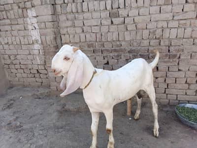 desi Bakra for Sale Call 03490704921