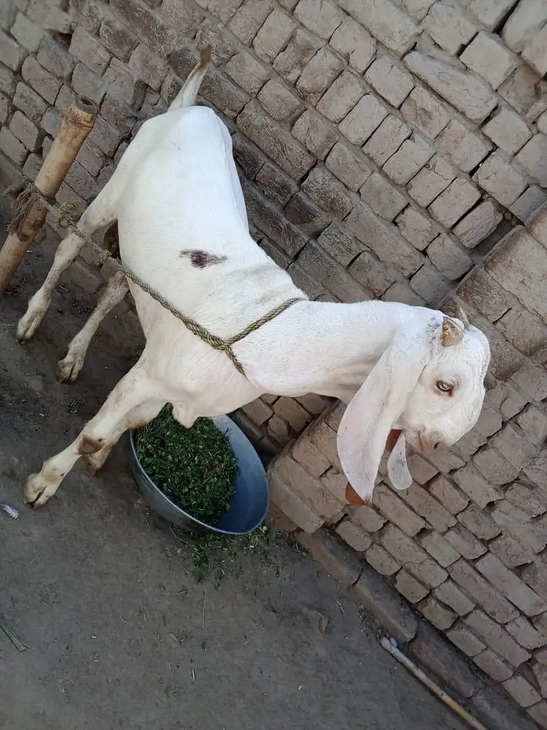 desi Bakra for Sale Call 03490704921 — photo 2
