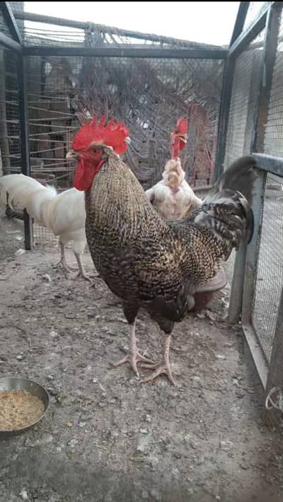 1 Male 2 female house Breed