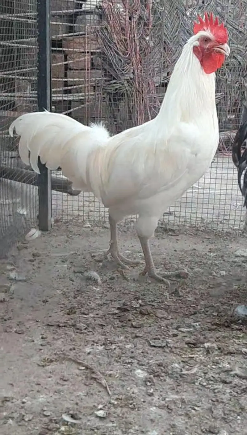 1 Male 2 female house Breed — photo 2