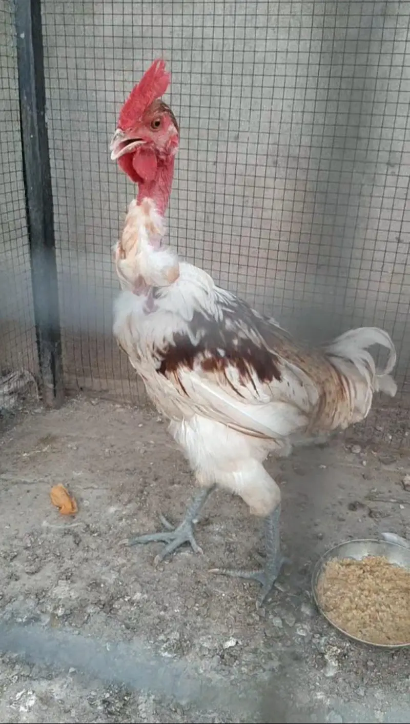 1 Male 2 female house Breed — photo 3