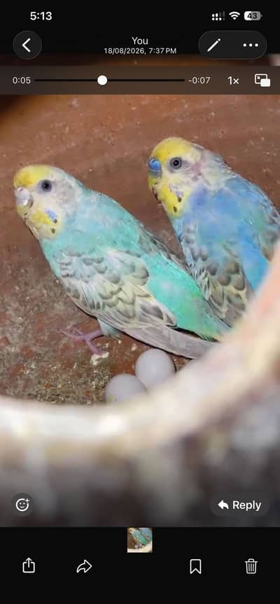 Rainbow budgies & lovebirds