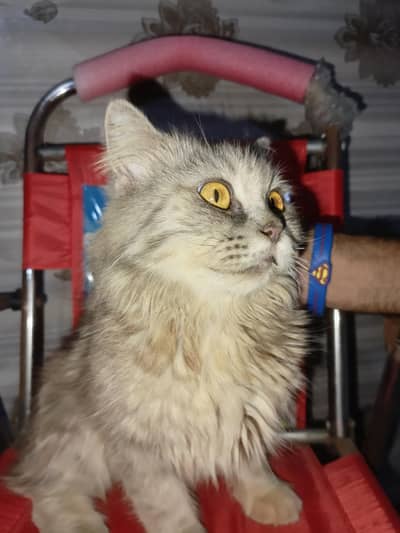 Persion Cat for sale