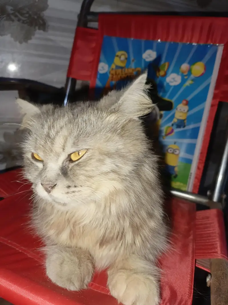 Persion Cat for sale — photo 2