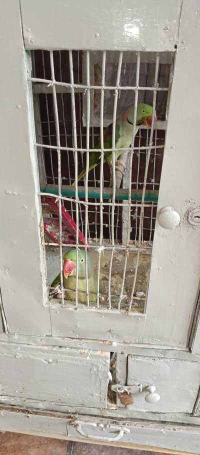 raw parrot