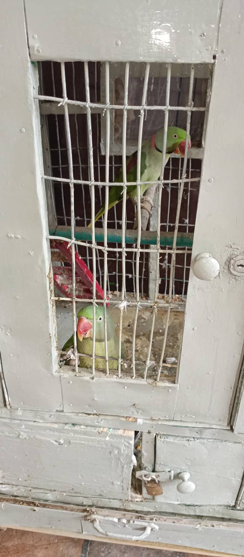 raw parrot 0