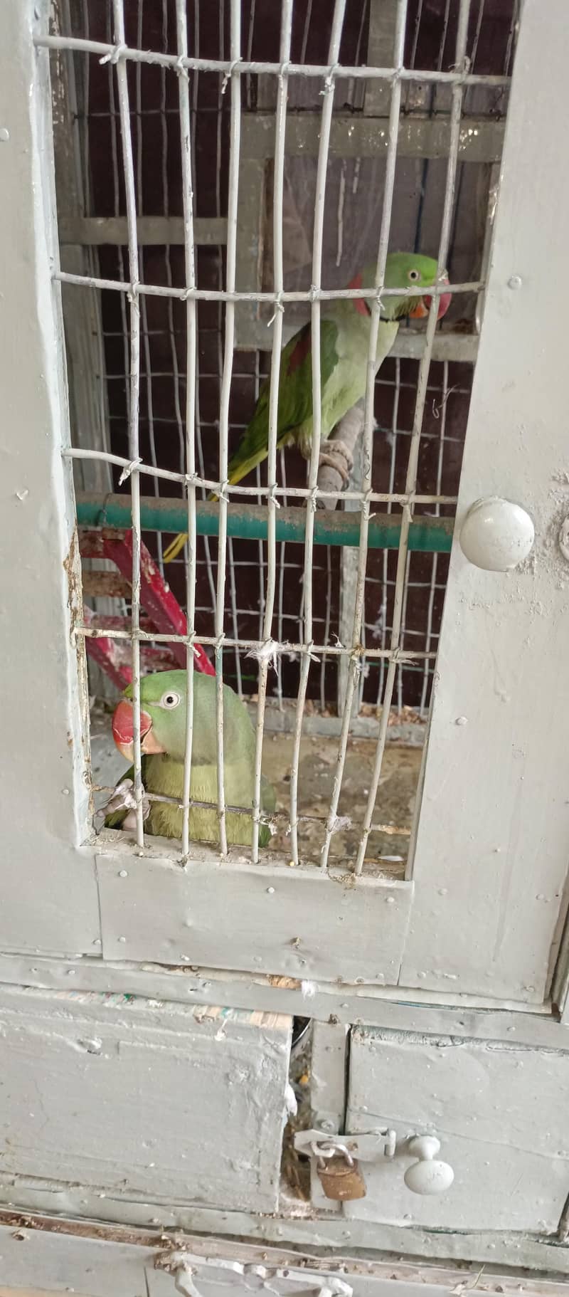 raw parrot 1