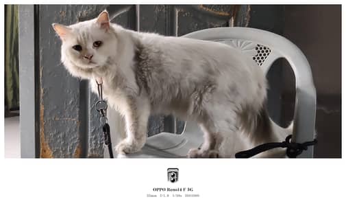 Persian breeder male available