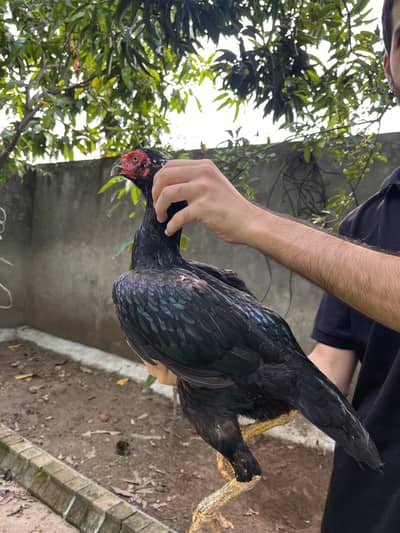 Lasani old bloodline female