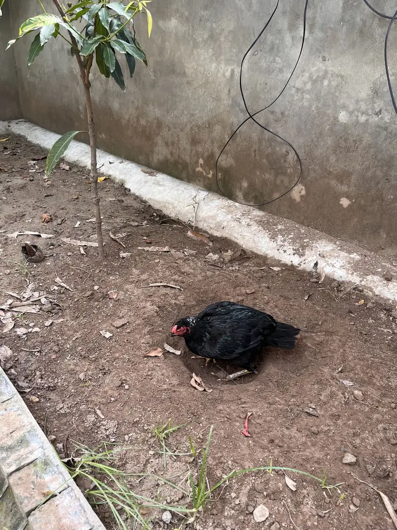 Lasani old bloodline female — photo 3